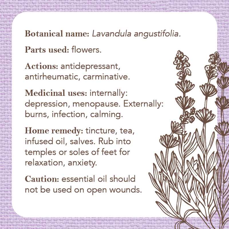 Apothecary Flashcards by Nicola McIntosh: Flashcards; 46 pages / English