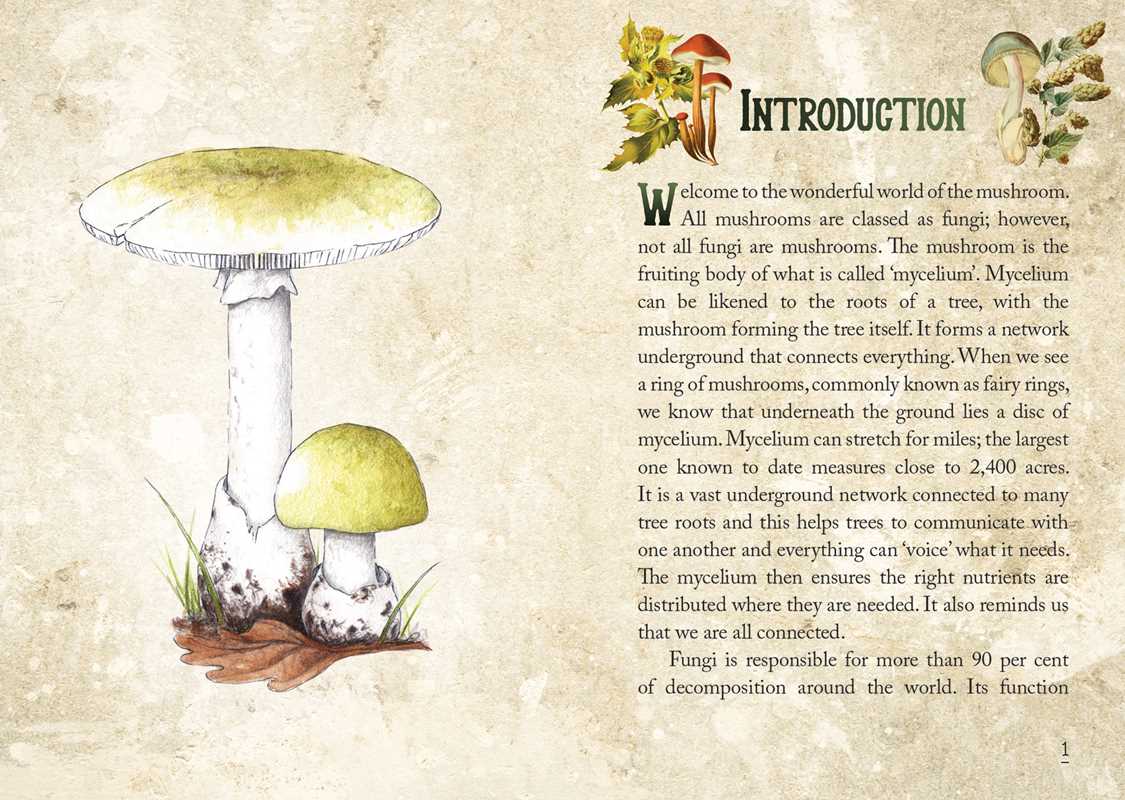 Mushroom Spirit Oracle by Nicola McIntosh: Flashcards; 112 pages / English