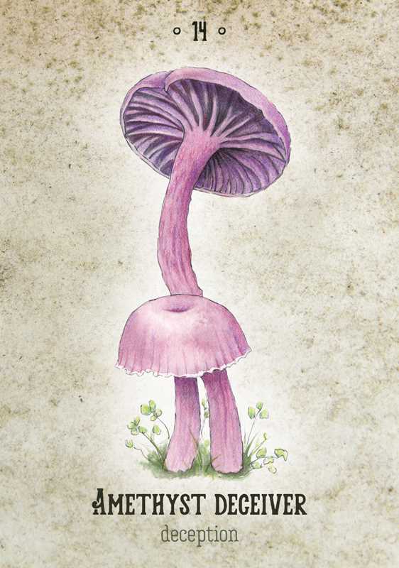 Mushroom Spirit Oracle by Nicola McIntosh: Flashcards; 112 pages / English
