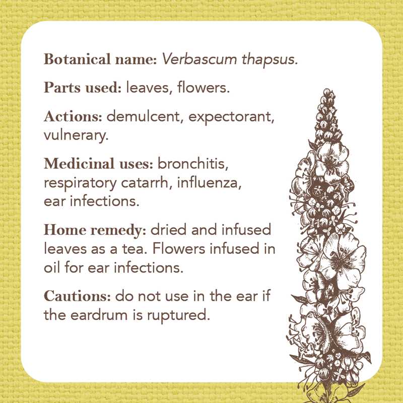 Apothecary Flashcards by Nicola McIntosh: Flashcards; 46 pages / English