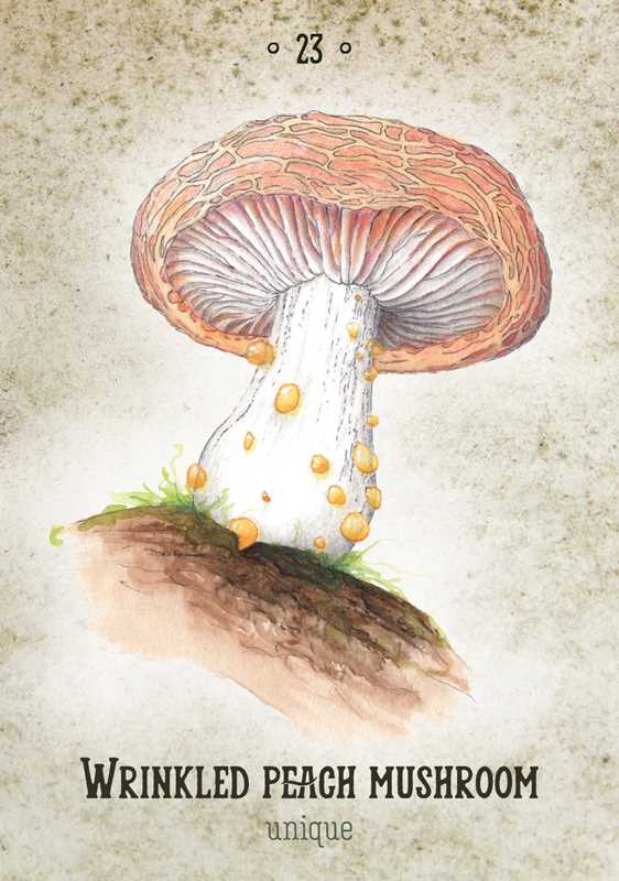 Mushroom Spirit Oracle by Nicola McIntosh: Flashcards; 112 pages / English