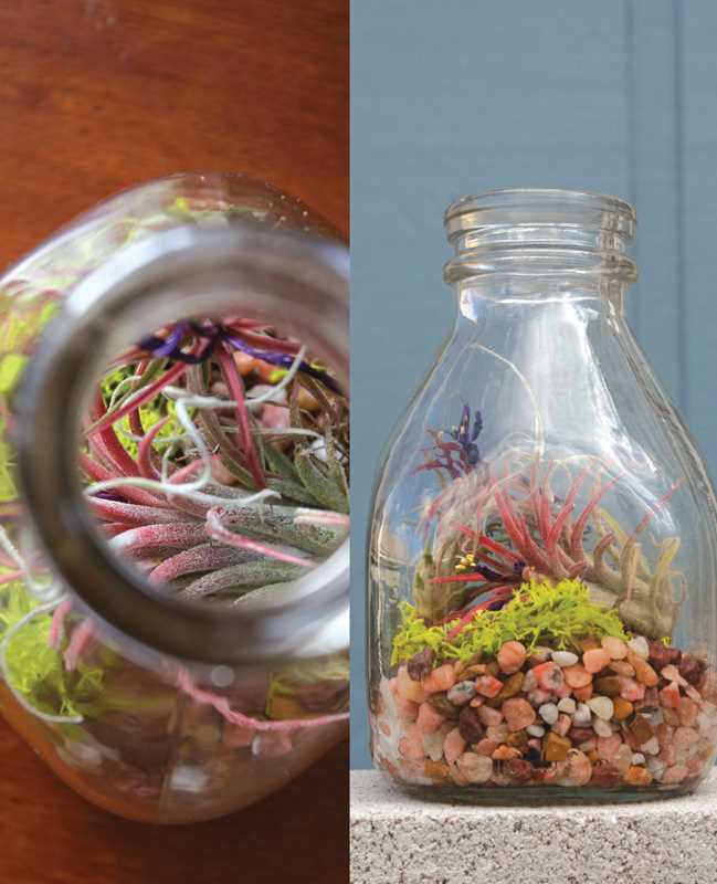 Terrariums Reimagined by Kat Geiger: Paperback; 144 pages / English