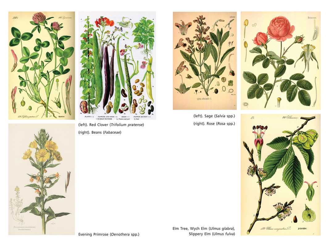 Sacred Herbs of Spring by Ellen Evert Hopman: Paperback; 376 pages / English
