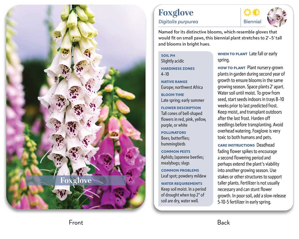 Flower Garden Deck by Jon VanZile: Flashcards; 50 pages / English