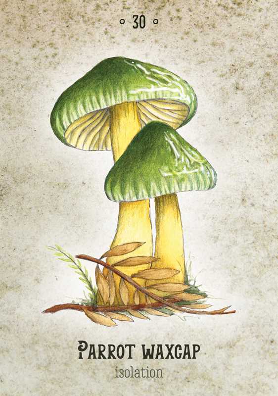 Mushroom Spirit Oracle by Nicola McIntosh: Flashcards; 112 pages / English