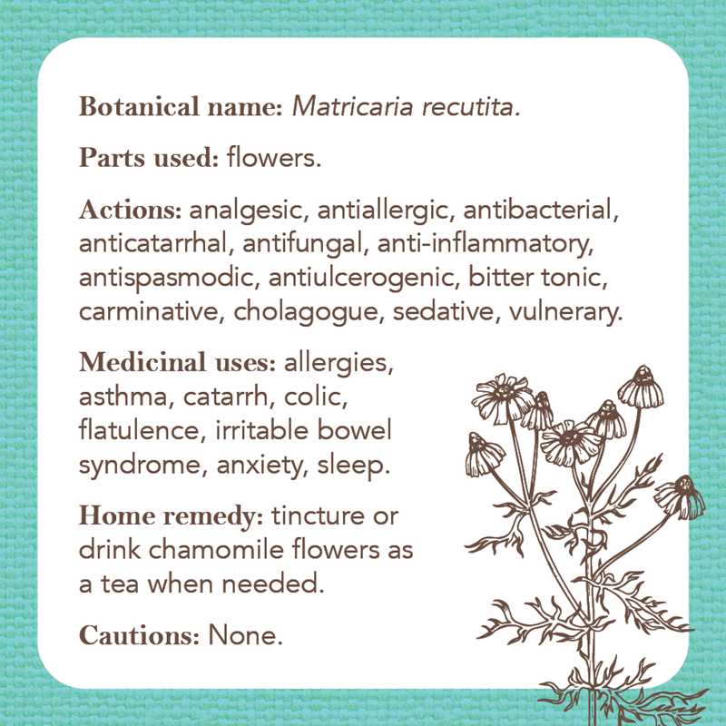Apothecary Flashcards by Nicola McIntosh: Flashcards; 46 pages / English