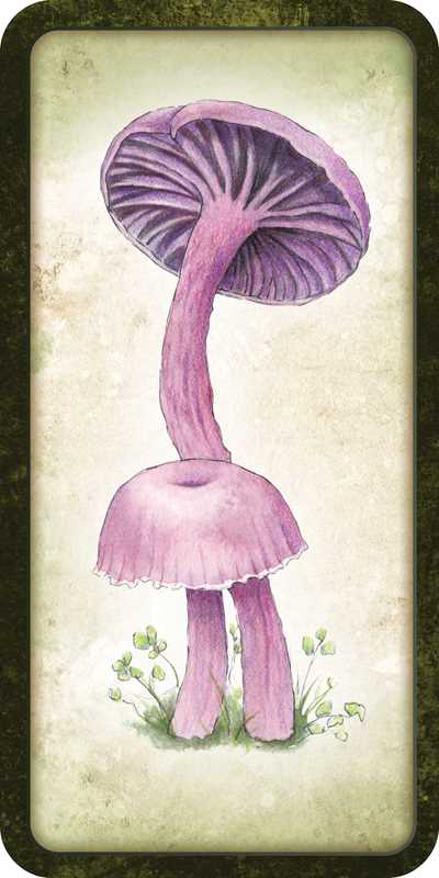 Mushroom Affirmations by Nicola McIntosh: Flashcards; 40 pages / English