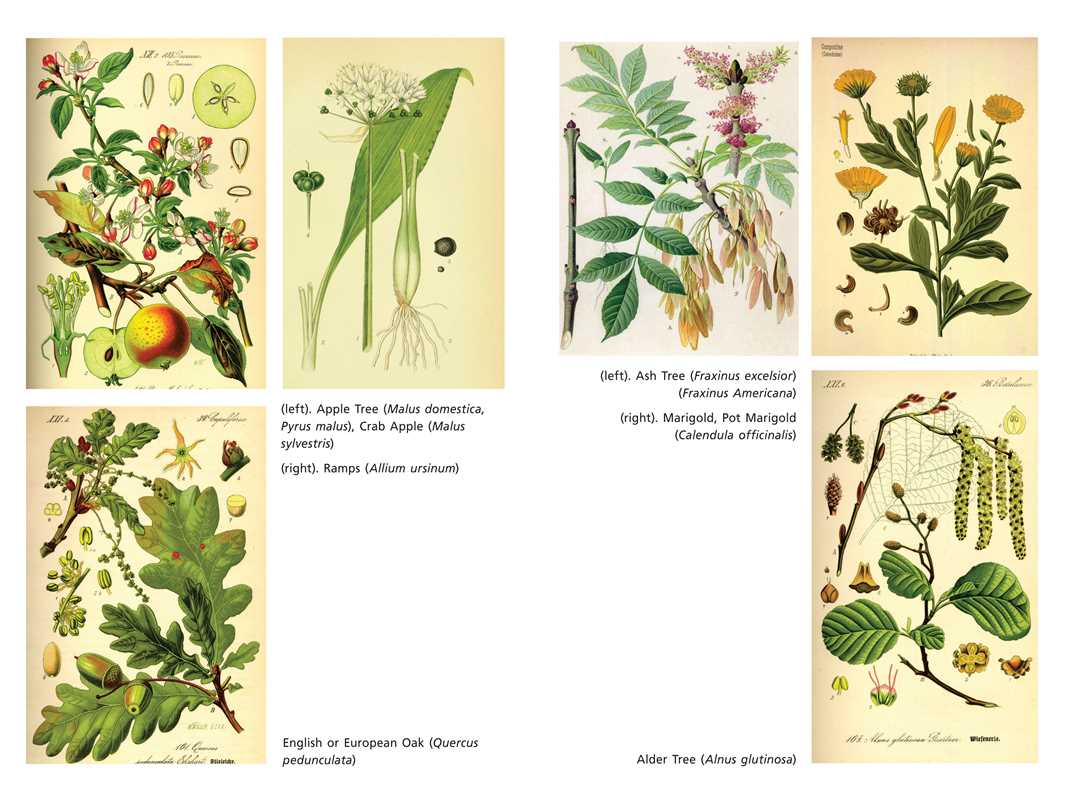 Sacred Herbs of Spring by Ellen Evert Hopman: Paperback; 376 pages / English