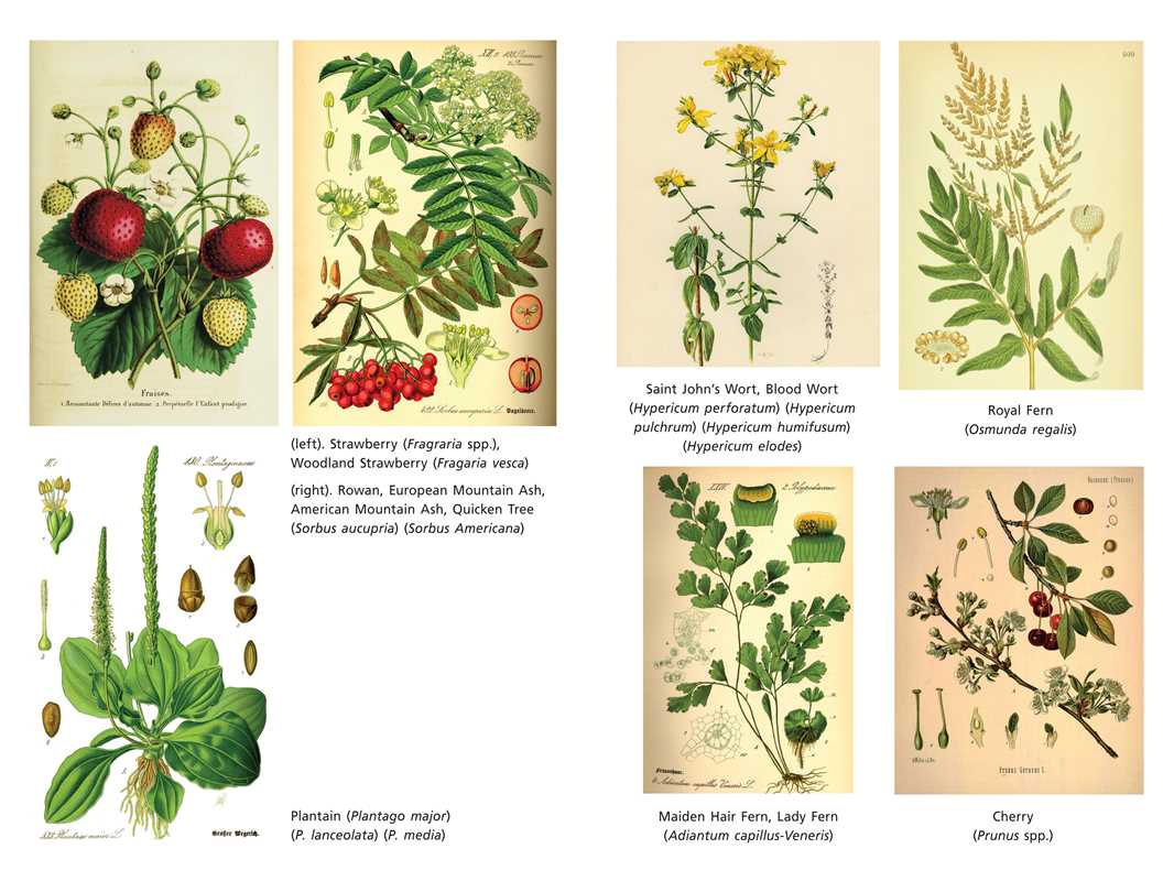 Sacred Herbs of Spring by Ellen Evert Hopman: Paperback; 376 pages / English