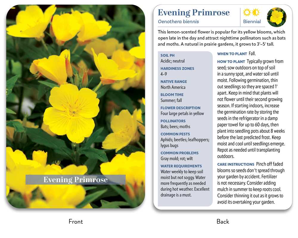 Flower Garden Deck by Jon VanZile: Flashcards; 50 pages / English
