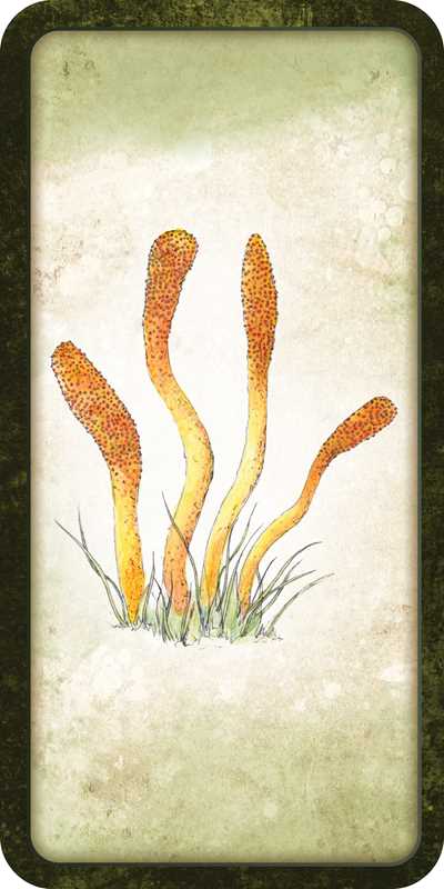 Mushroom Affirmations by Nicola McIntosh: Flashcards; 40 pages / English