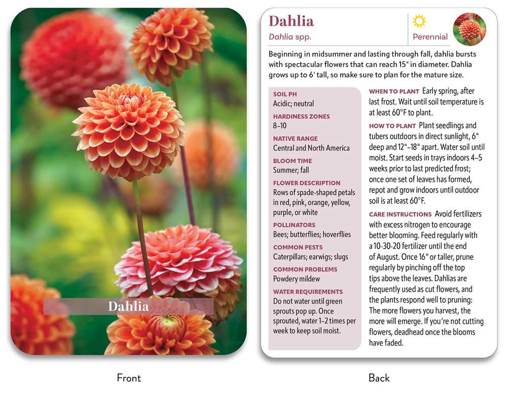Flower Garden Deck by Jon VanZile: Flashcards; 50 pages / English