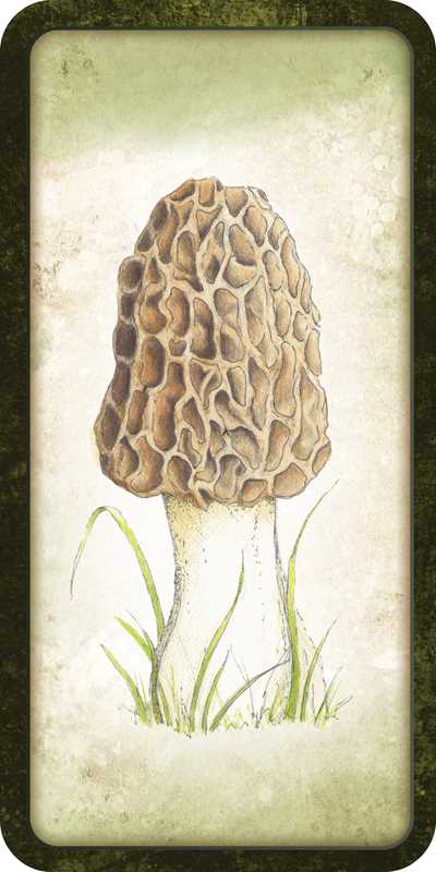 Mushroom Affirmations by Nicola McIntosh: Flashcards; 40 pages / English